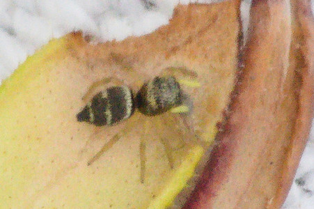 DSC_1247_Heliophanus sp. (cupreus ?).jpg