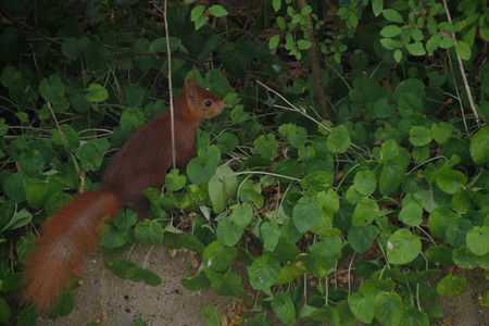 P1000121_Écureuil_roux.jpg