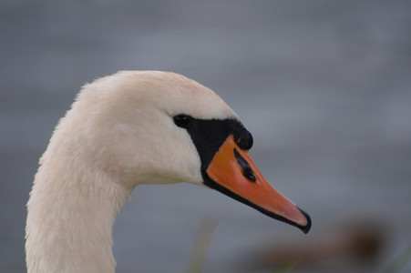 DSC_0863_Cygnus olor_portrait_Étang de Clairefontaine.jpg