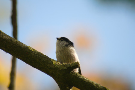 DSC_1442_Aegithalos caudatus europaeus.jpg