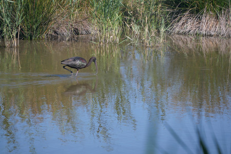 P1000366_Plegadis falcinellus.JPG
