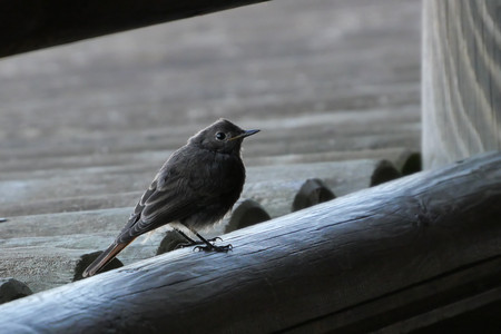 P1000375_Phoenicurus phoenicurus.jpg